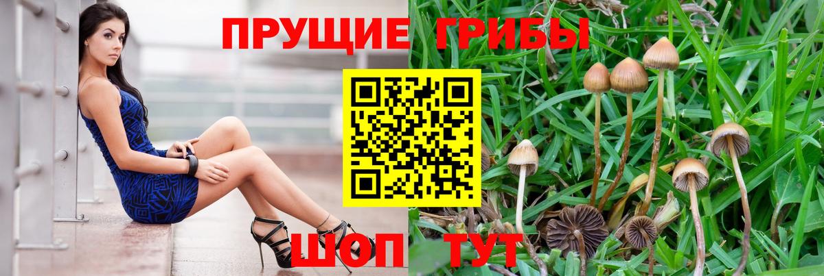 Кисловодск  продажа наркотиков  Вход с VPN  Псилоцибиновые грибы прущие грибы 